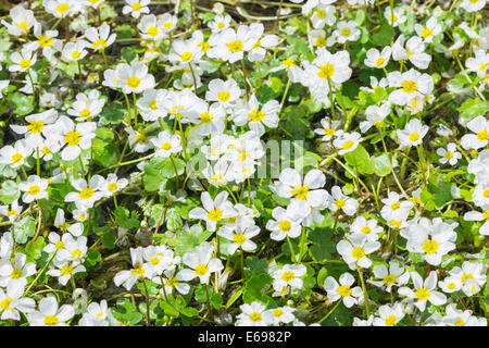 Common Water crowfoot (Ranunculus aquatilis), Extremadura, Spain Stock Photo