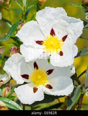 Gum rockrose (Cistus ladanifer), Extremadura, Spain Stock Photo