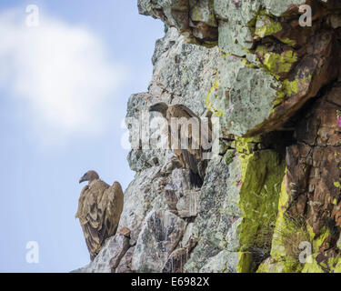 Bearded vultures (Gypaetus barbatus), young birds, Extremadura, Spain Stock Photo