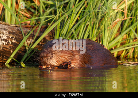 European Beaver (Castor fiber), feeding in the water, Peenetal Nature Reserve, Mecklenburg-Western Pomerania, Germany Stock Photo