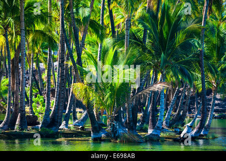 Palm trees at the Hopeaia Fishpond, Mauna Lani, Kohala Coast, Big Island, Hawaii, USA Stock Photo