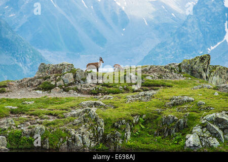 Alpine Ibex (Capra ibex) and young on rocks, Mont Blanc, France Stock Photo