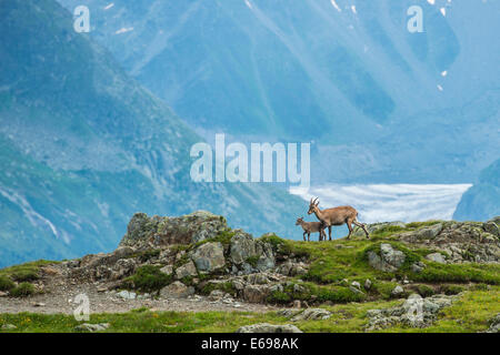 Alpine Ibex (Capra Ibex) with young on the rocks in front of the Mer De Glace glacier, Mont Blanc, France Stock Photo