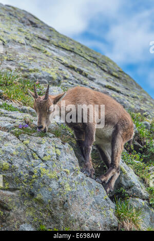 Alpine Ibex (Capra ibex) feeding on flowers on a rock, Mont Blanc, France Stock Photo