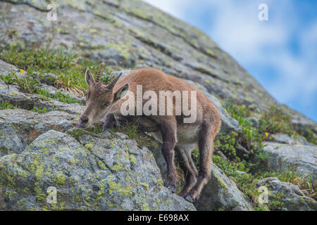 Alpine Ibex (Capra ibex) feeding on flowers on a rock, Mont Blanc, France Stock Photo