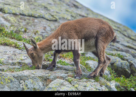 Alpine Ibex (Capra ibex) feeding on flowers on a rock, Mont Blanc, France Stock Photo