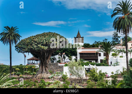 Dragon Tree, Icod de los Vinos, Tenerife, Canary Islands, Spain Stock Photo
