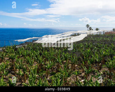 Banana plantation with sunscreens in Puerto Naos, La Palma, Canary Islands, Spain Stock Photo