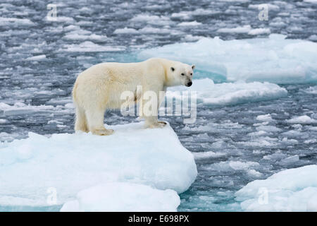Polar bear (Ursus maritimus) standing on the edge of an ice floe, Spitsbergen, Svalbard Islands, Svalbard and Jan Mayen, Norway Stock Photo
