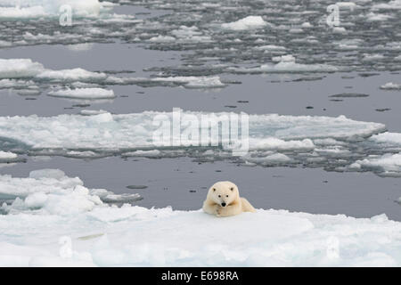 Polar Bear (Ursus maritimus) lying on sea ice, Spitsbergen, Svalbard archipelago, Svalbard and Jan Mayen, Norway Stock Photo