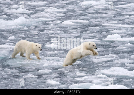 Polar Bears (Ursus maritimus), female and juvenile moving through the pack ice, Spitsbergen Island, Svalbard Archipeligo