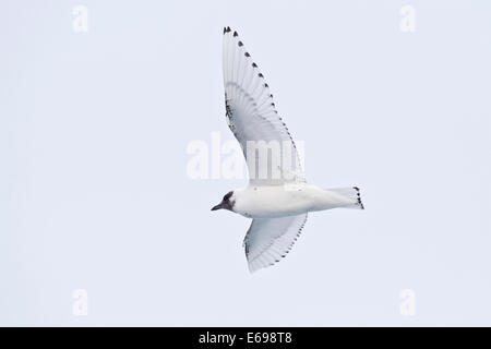 Ivory Gull (Pagophila eburnea), young bird in flight, Arctic Ocean, Spitsbergen, Svalbard archipelago, Svalbard and Jan Mayen Stock Photo
