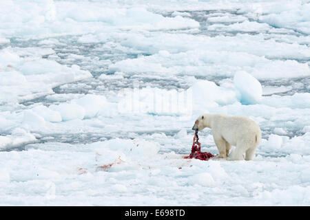 Polar bear (Ursus maritimus), male feeding on the remains of a preyed seal, pack-ice, Spitsbergen, Svalbard Islands Stock Photo