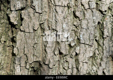 Bark, Common Walnut Tree (Juglans regia), Baden-Württemberg, Germany Stock Photo