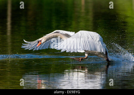 Mute Swan (Cygnus olor), running on water, North Hesse, Hesse, Germany Stock Photo