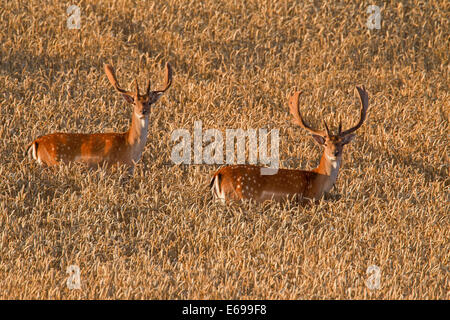Two fallow deer (Dama dama) bucks with antlers covered in velvet in wheat field in summer Stock Photo