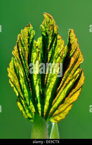 Sycamore leaf opening in spring Stock Photo