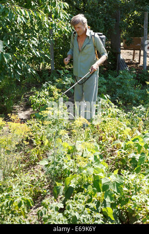 peasant sprays pesticide on potato plantation in garden in summer Stock Photo