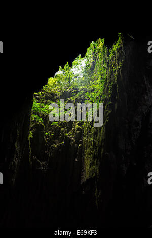 Skylight entrance into Clearwater Cave with plants growing towards the light, Mulu, Malaysia