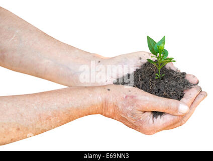 old man hands with soil and green sprout isolated on white background Stock Photo