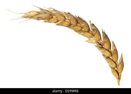 dried ear of ripe wheat isolated on white background Stock Photo