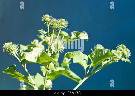 prickly heads of Arctium lappa (greater burdock) in summer day Stock Photo