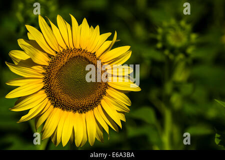 Single Sunflowers Stock Photo