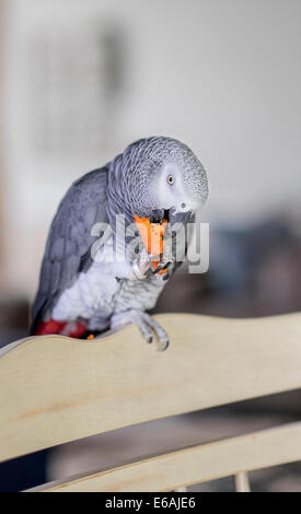 A female pet African Gray parrot,Psittacus erithacus, eats a raw baby carrot while perched on the back of a wooden chair. Stock Photo