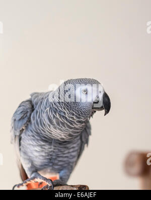 A female pet African Gray parrot, Psittacus erithacus, perched on a stand and looking at camera. closeup. Stock Photo