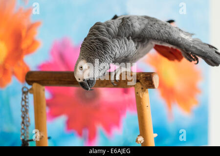 A male African Gray parrot, Psittacus erithacus, stretches his wing while on a perch indoors, with a colorful background. Stock Photo
