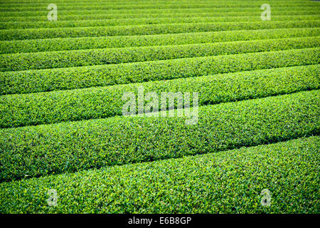 Tea Plantation in Yokkaichi, Japan. Stock Photo