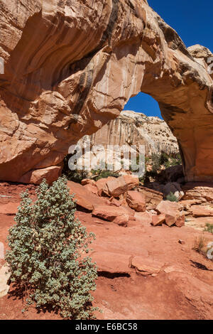 USA, Utah, Torrey, Capitol Reef National Park, Hickman Bridge is a large, elegant natural arch in the Kayenta Formation Stock Photo