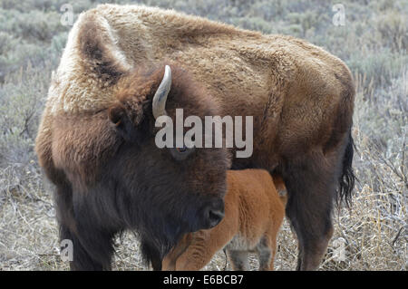 Bison (Bison bison) cow and newborn calf, Yellowstone National Park ...