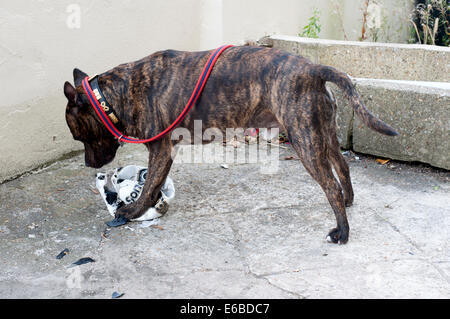 male staffordshire bull terrier dog uses his powerful jaws to destroy a football Stock Photo