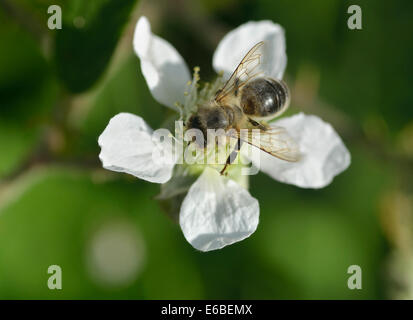 Bee on blackberry (bramble) flower. Image taken in Blackwater Valley, Berkshire, UK Stock Photo