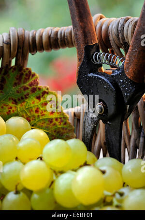 Wine harvest concept with white grapes and vineyard leaf in traditional French grape picker's wicker basket and Secateurs Stock Photo