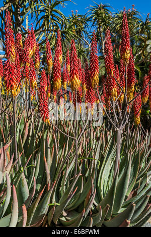 Aloe Plant close up with bright red flowers. Stock Photo