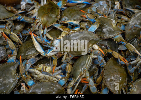 Catch of live Atlantic blue crabs. Stock Photo