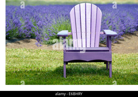 Lavender Adirondack chair in front of lavender field. Stock Photo