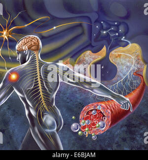 Schematic of the hypothalamus receiving nerve impulses from the body and sending messages to the circulatory and nervous system. Stock Photo