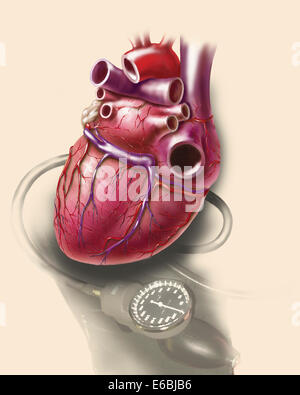 Posterior view of human heart on photo of blood pressure cuff. Stock Photo