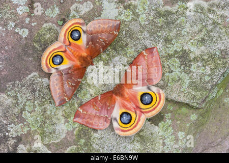 IO Moth (Automeris io) 2 females flashing eyespots on lichen covered ...