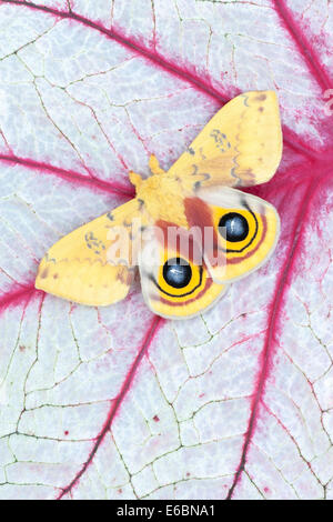 Automeris Io - Male Io Moth -- Yellow Fuzzy Moth on white background ...