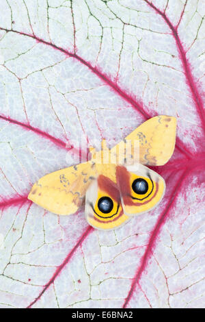 Automeris Io - Male Io Moth -- Yellow Fuzzy Moth on white background ...
