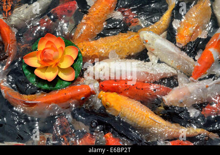 Koi fishes Japanese carps swimming in pond Stock Photo
