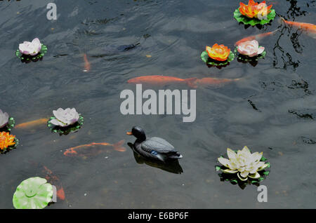 Koi fishes,duck and lotus flowers in garden pond Stock Photo