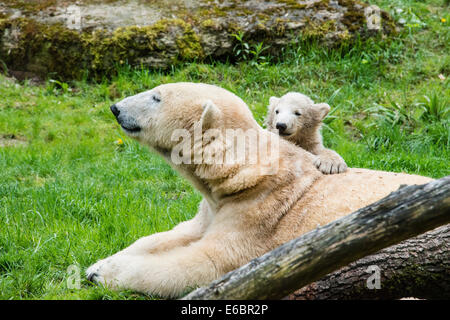 Polar Bears (Ursus maritimus), female with young, Hellabrunn Zoo, Munich, Bavaria, Germany Stock Photo