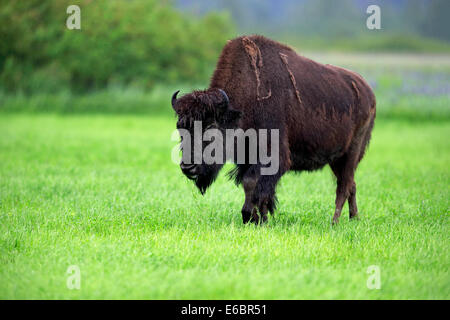 Wood bison (Bison bison athabascae) adult, foraging, Alaska Wildlife Conservation Center, Anchorage, Alaska, United States Stock Photo