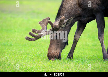 Moose (Alces alces), adult, male, eating, Alaska Wildlife Conservation Center, Anchorage, Alaska, United States Stock Photo