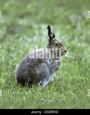 Mountain Hare - Lepus timidus Stock Photo